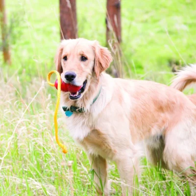 Chewing Ball With Rope