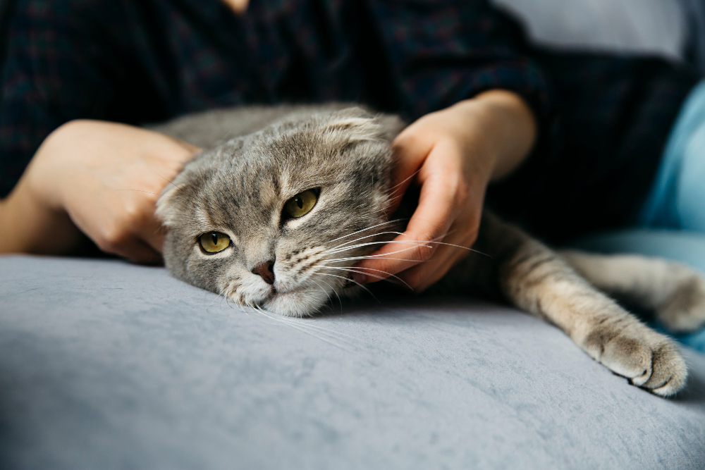 Female petting adorable lazy cat