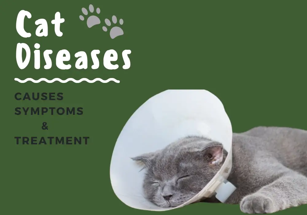 Common Cat Diseases in Pakistan: Causes, Symptoms and Treatment