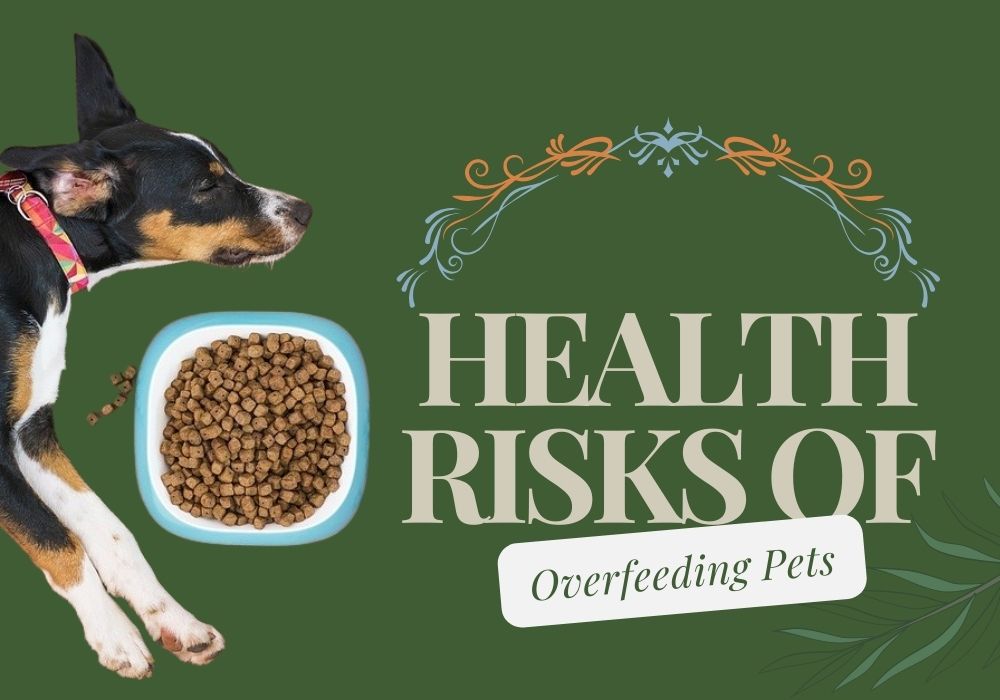 Dangers of Overfeeding Pets: Health Risks and Prevention