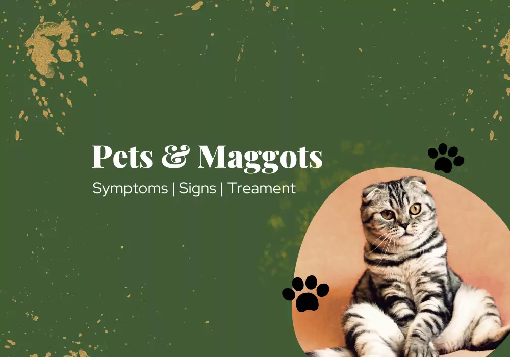 Detecting Maggots in Pets: Signs, Symptoms, and What You Can Do