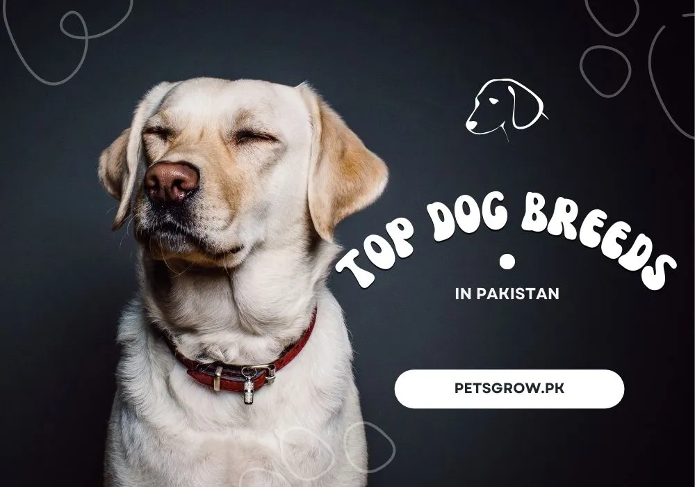 Unveiling Pakistan’s Top Dog Breeds: A Guide to the Most Beloved Companions