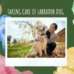 Care of Labrador dog