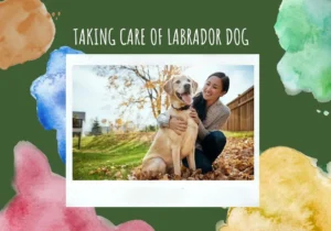 Care of Labrador dog