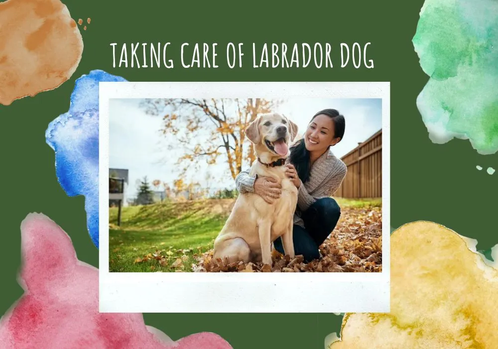 Comprehensive Guide to Taking Care of  Labrador Dog