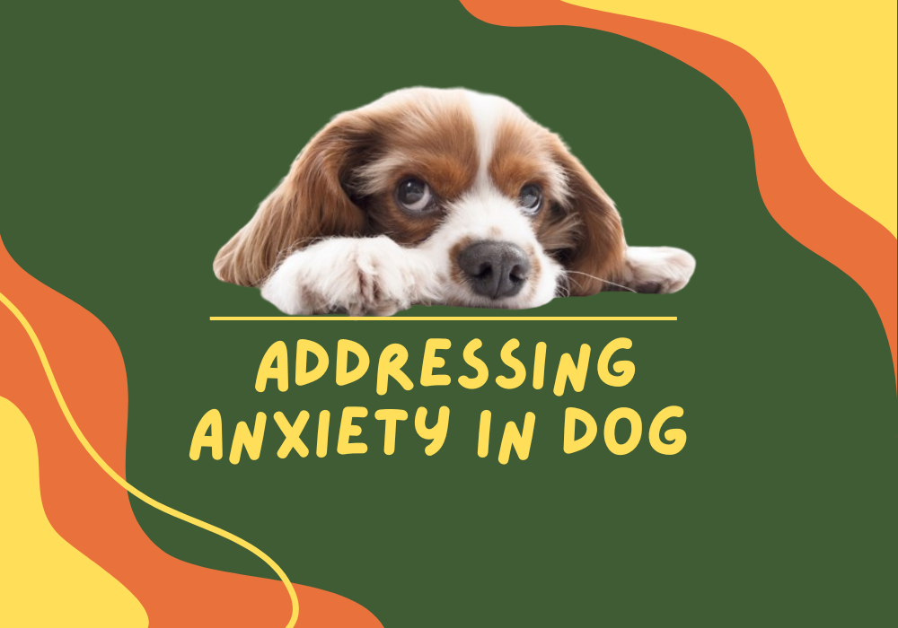 Main Causes of Anxiety in Dogs and How to Address Them