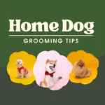 Dog grooming tips