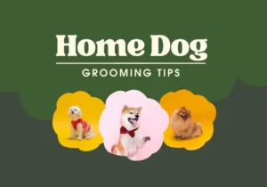 Dog grooming tips