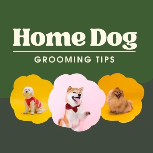 Top Home Dog Grooming Tips for a Healthy and Happy Pet