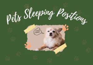 Sleeping dog